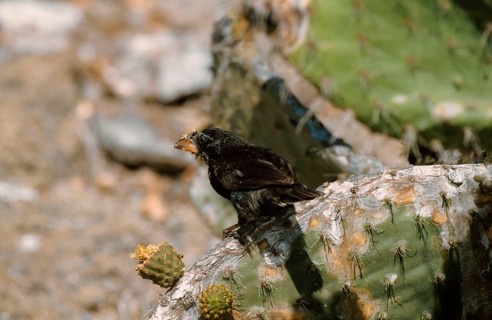 Ground Finch