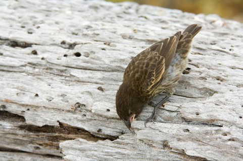 Ground Finch