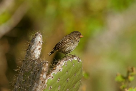 Small Ground Finch