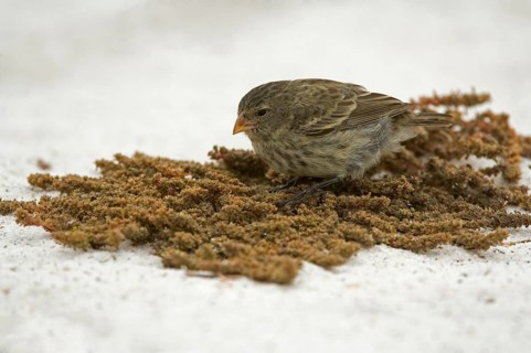 Small Ground Finch