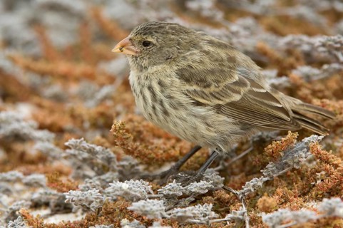Small Ground Finch