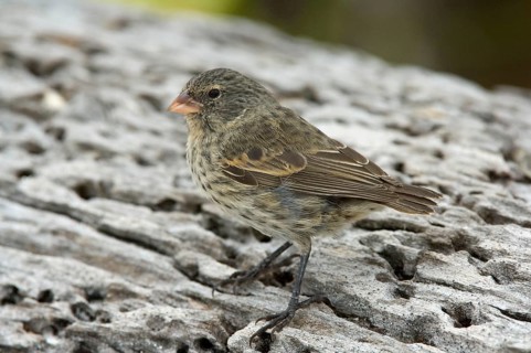 Small Ground Finch