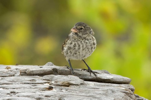 Small Ground-Finch