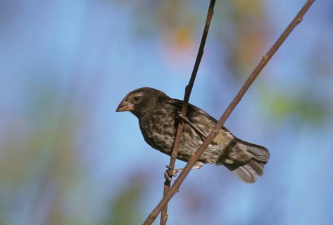 Medium Ground Finch