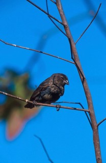 Medium Ground Finch