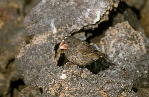 Large ground finch
