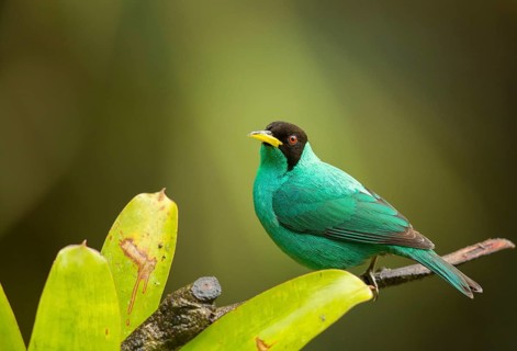 Green Honeycreeper