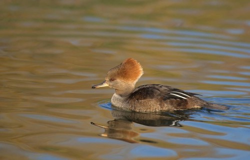 Hooded merganser