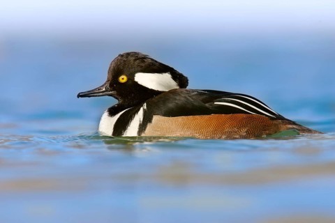 Hooded Merganser