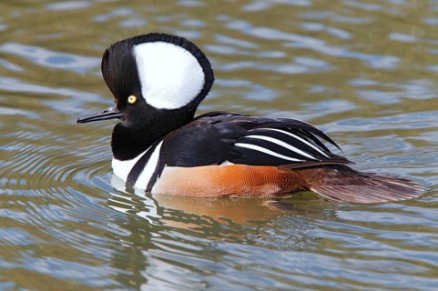Hooded merganser