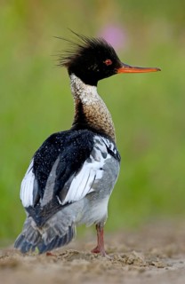 Red-breasted merganser