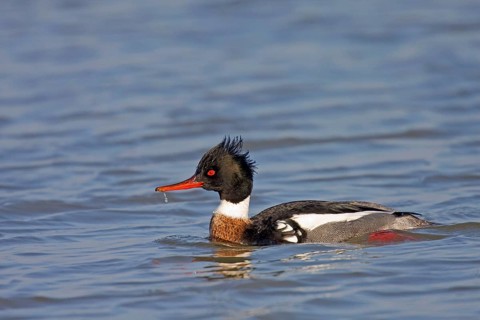 Red-breasted Merganser
