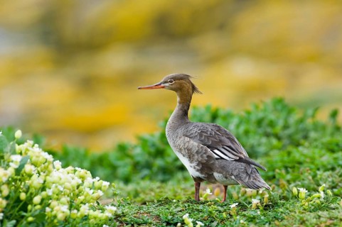 Red-breasted Merganser