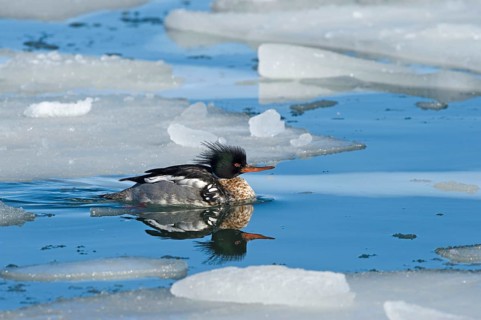 Red-breasted merganser