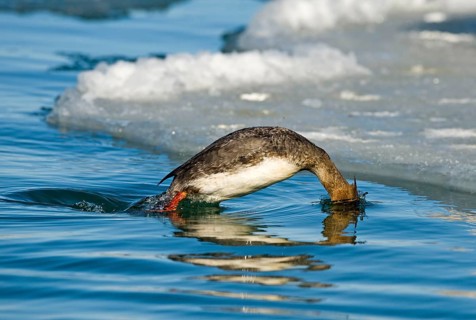 Red-breasted merganser