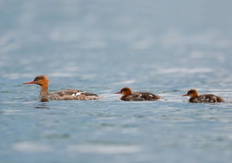 Red-breasted merganser