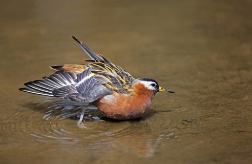 Thor's Partridge