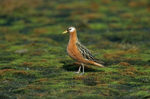 Thor's Partridge