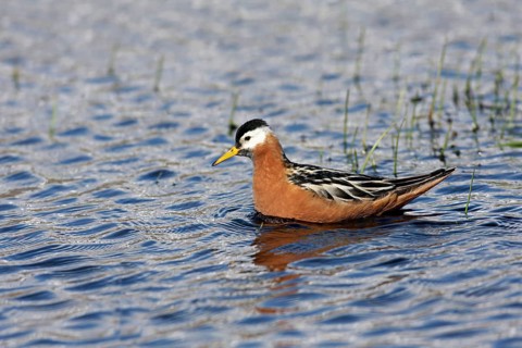 Grey Phalarope