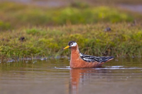 Grey Phalarope