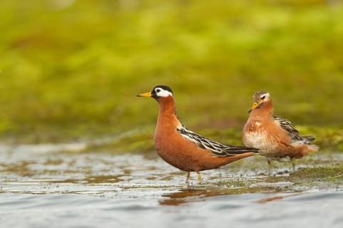 Grey Phalarope