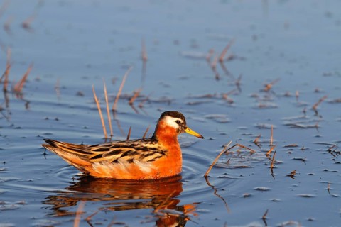 Grey Phalarope