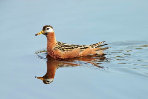 Grey Phalarope