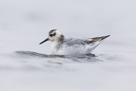 Grey Phalarope