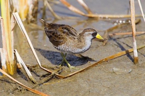 Carolina Crake