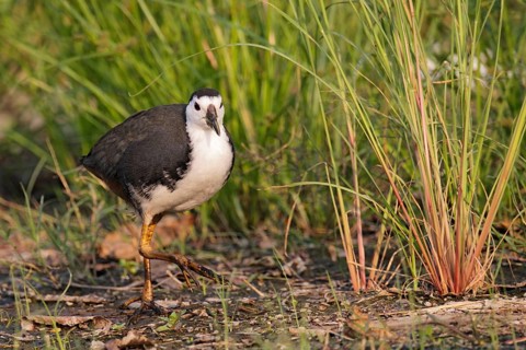 White-breasted water-hen