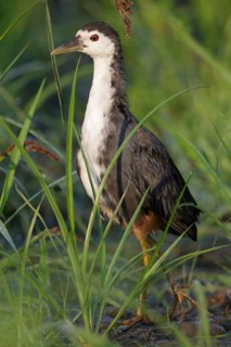 White-breasted water-hen