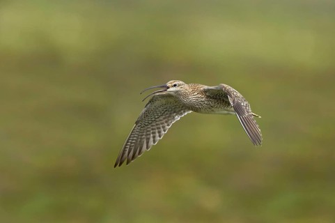 Whimbrel