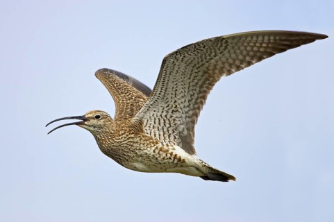 Whimbrel