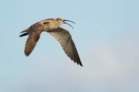Whimbrel