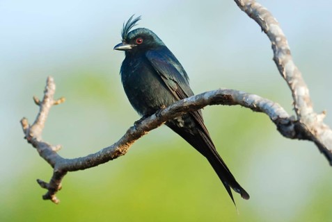Crested drongo