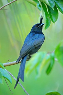 Crested drongo