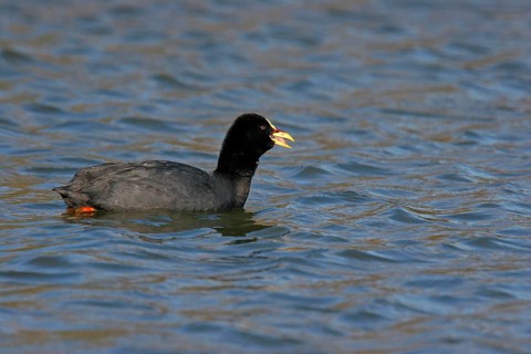 Yellow-billed Eurasian Coot