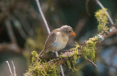 Woodpecker finch