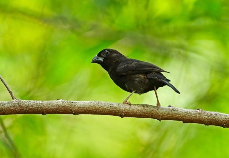 St Lucia Black Finch