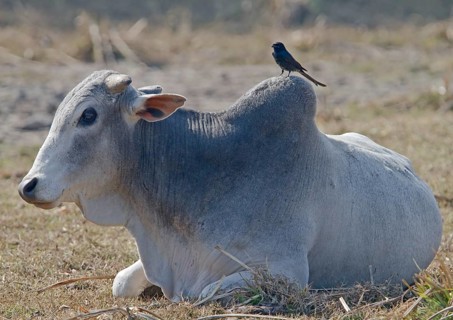 Domestic cattle