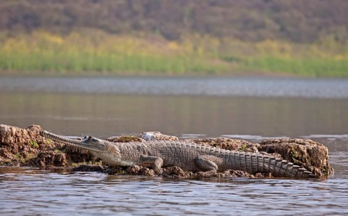 Gharial