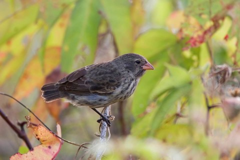 Small Ground Finch