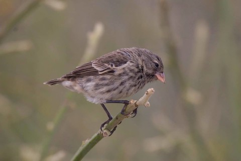 Small Ground Finch