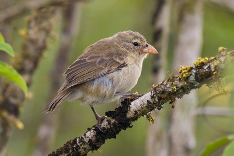 Woodpecker finch