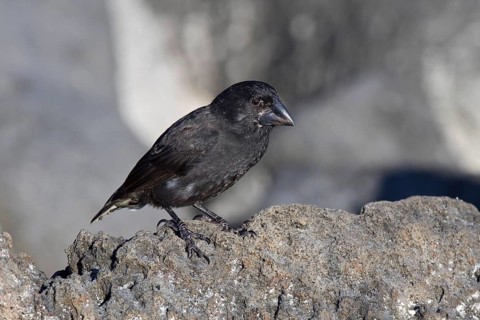 Ground Finch