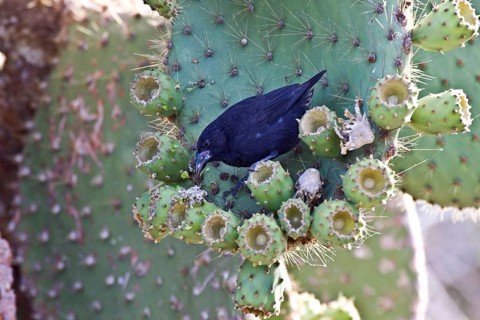 Cactus ground finch