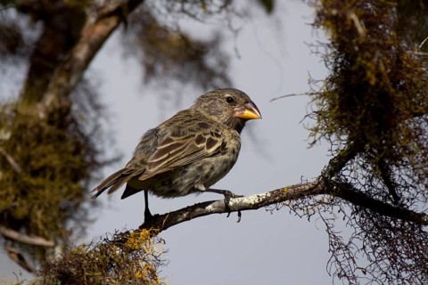 Medium Ground Finch