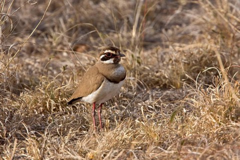 Bronze Winged Racer