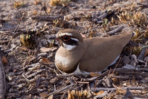 Bronze-winged Courser on nest