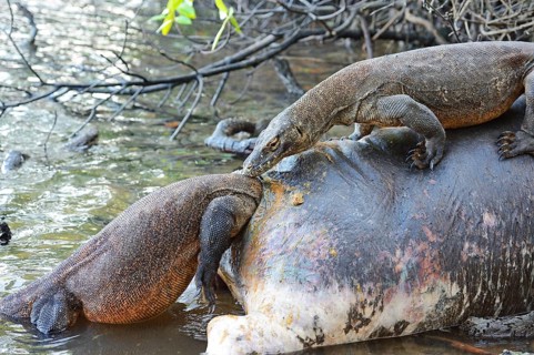 Komodo dragons